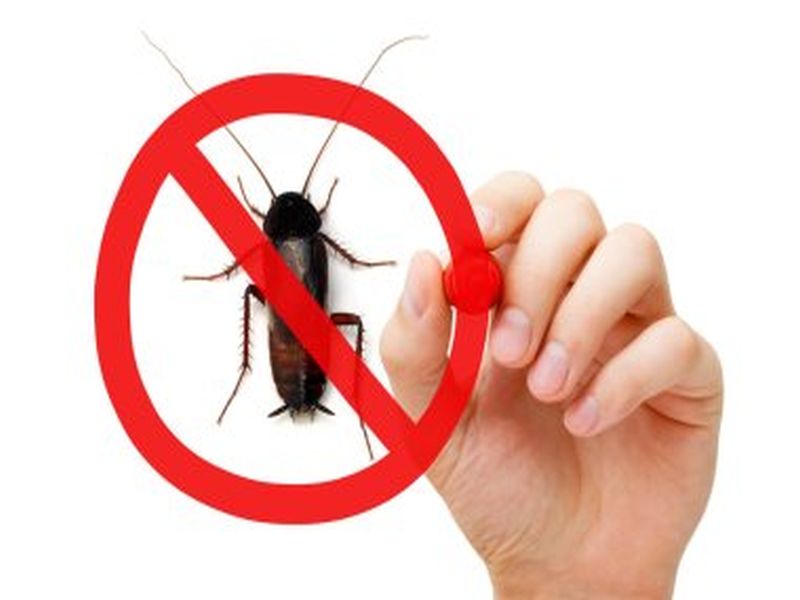 Sydney Pest Control: Identifying and Eliminating Mosquito Breeding Grounds